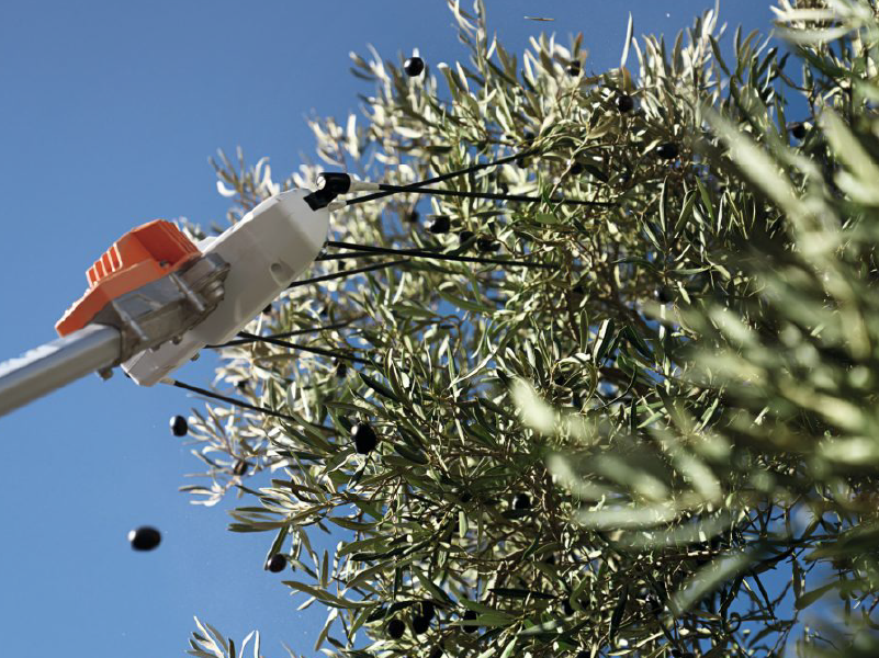 Vareador de batería SPA 130, con batería y cargador 4 Vareador de batería SPA 130, con batería y cargador - Imagen 4