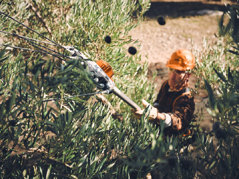 Vareador de batería SPA 130, con batería y cargador 3 Vareador de batería SPA 130, con batería y cargador - Imagen 3